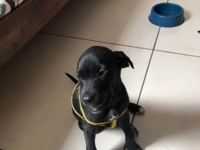 Cachorro raça SRD-ViraLata idade 2 a 6 meses nome Puma