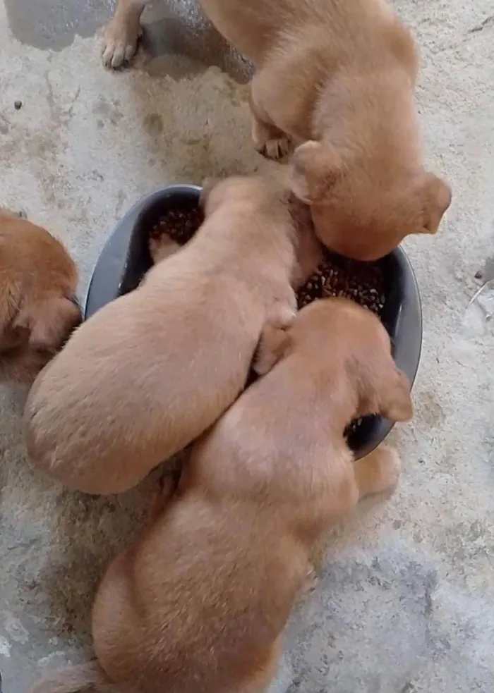 Cachorro ra a SRD-ViraLata idade Abaixo de 2 meses nome Filhotes 