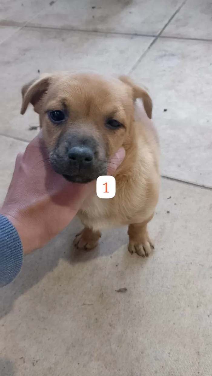 Cachorro ra a SRD-ViraLata idade Abaixo de 2 meses nome Filhotes 