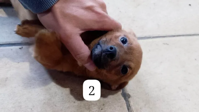 Cachorro ra a SRD-ViraLata idade Abaixo de 2 meses nome Filhotes 