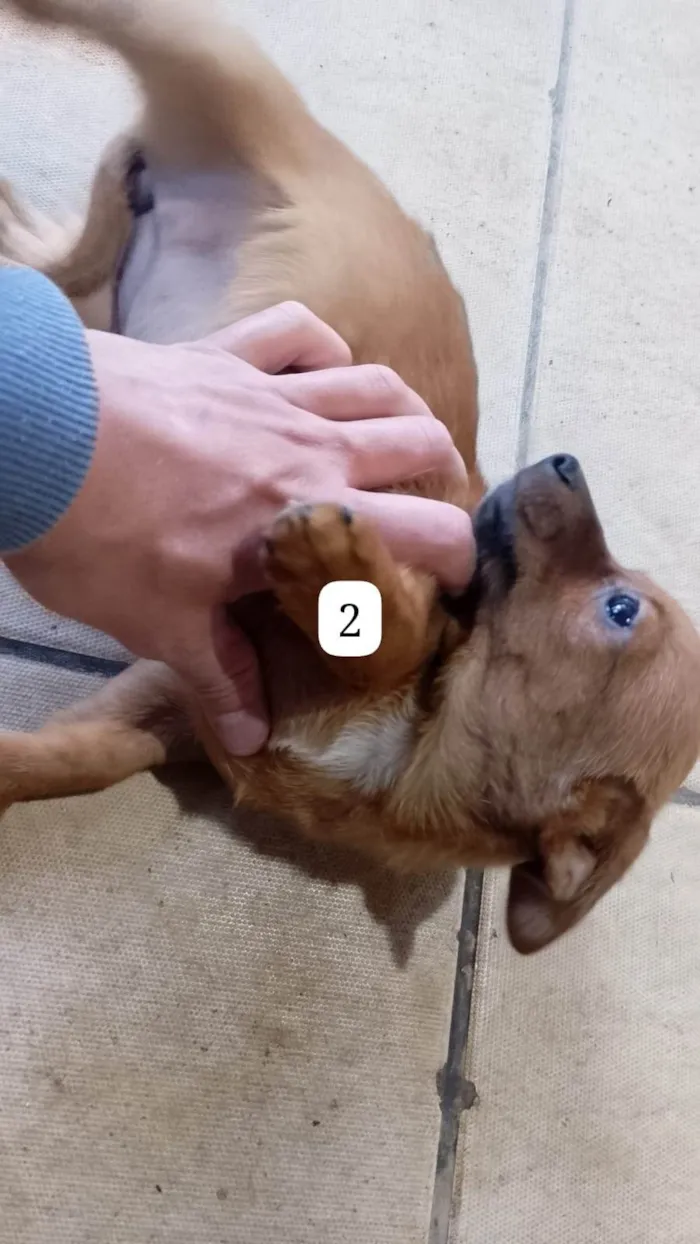 Cachorro ra a SRD-ViraLata idade Abaixo de 2 meses nome Filhotes 