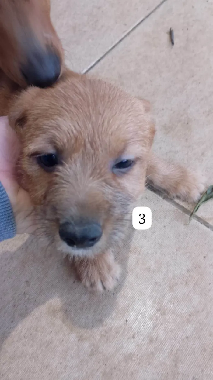 Cachorro ra a SRD-ViraLata idade Abaixo de 2 meses nome Filhotes 