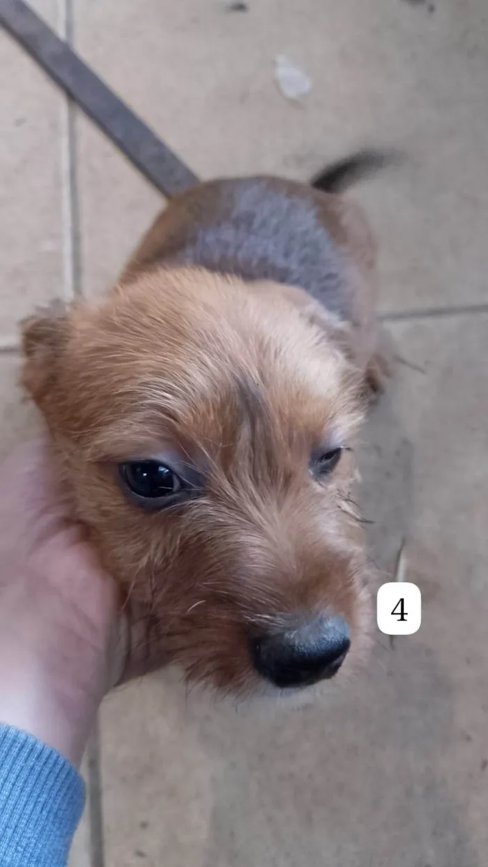 Cachorro ra a SRD-ViraLata idade Abaixo de 2 meses nome Filhotes 