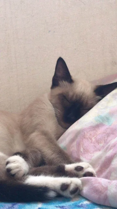 Gato raça Siamês idade 7 a 11 meses nome Frederico 