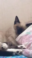 Frederico