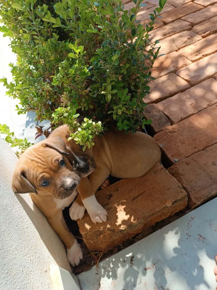 Cachorro ra a Boxer idade Abaixo de 2 meses nome Sky