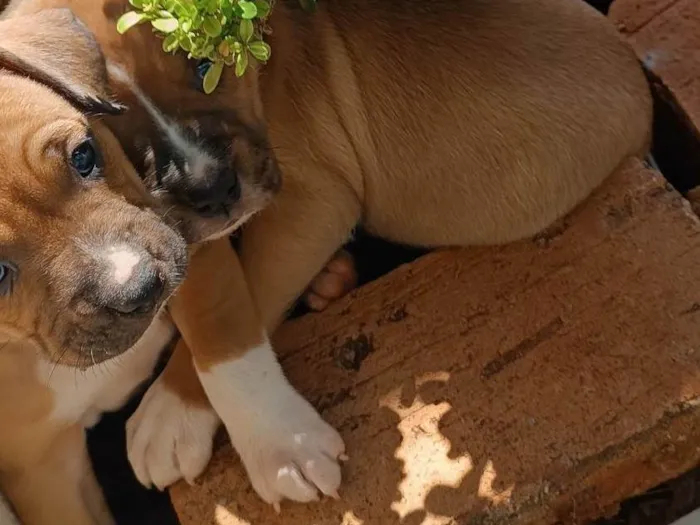 Cachorro ra a Boxer idade Abaixo de 2 meses nome Sky