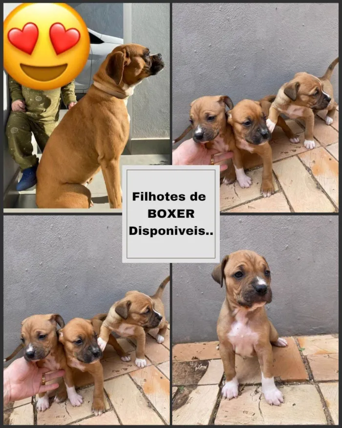 Cachorro ra a Boxer idade Abaixo de 2 meses nome Sky