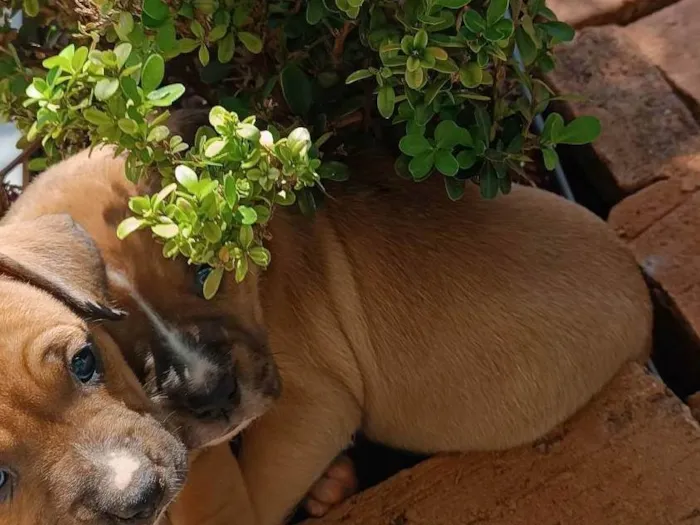 Cachorro ra a Boxer idade Abaixo de 2 meses nome Sky