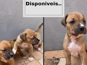 Cachorro raça Boxer idade Abaixo de 2 meses nome Sky