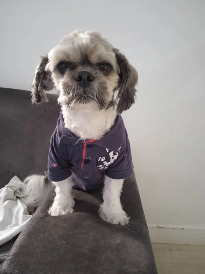 Cachorro ra a Shitzu idade 6 ou mais anos nome Tobias