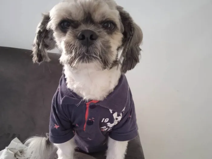 Cachorro ra a Shitzu idade 6 ou mais anos nome Tobias