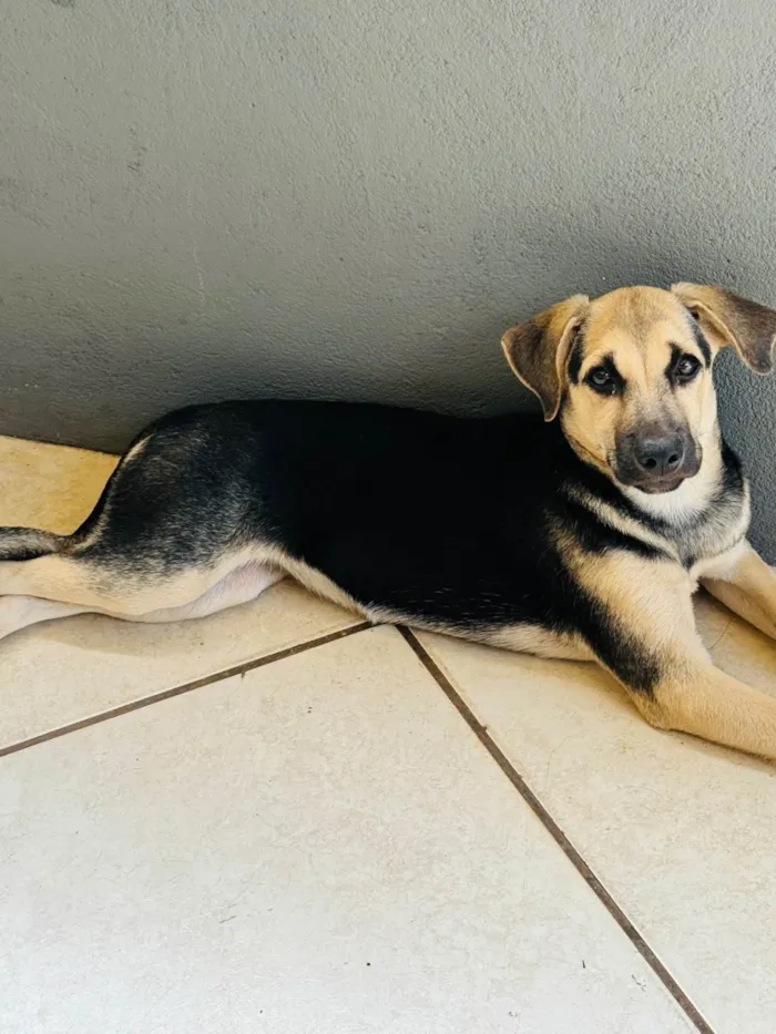 Cachorro ra a SRD-ViraLata idade 1 ano nome Mel