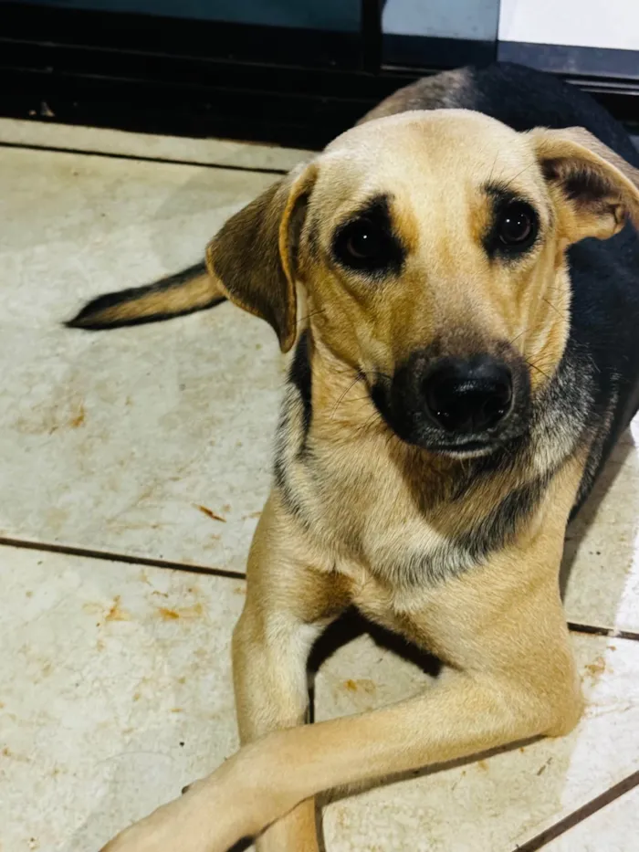 Cachorro ra a SRD-ViraLata idade 1 ano nome Mel
