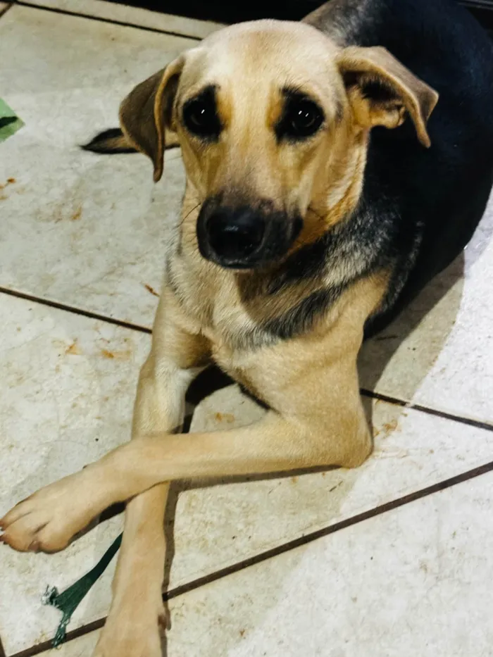 Cachorro ra a SRD-ViraLata idade 1 ano nome Mel