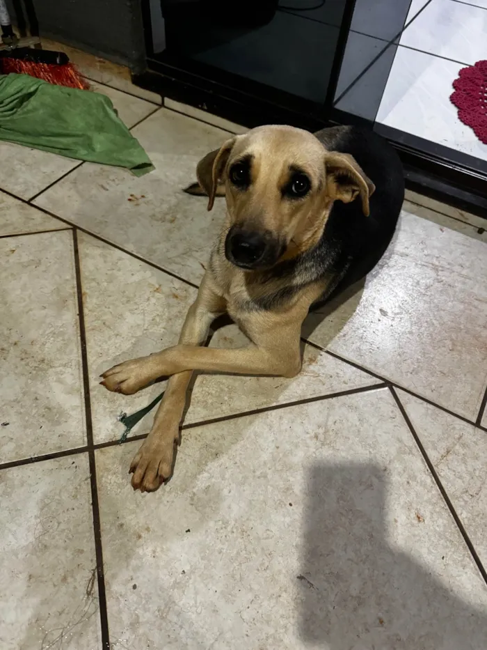 Cachorro ra a SRD-ViraLata idade 1 ano nome Mel