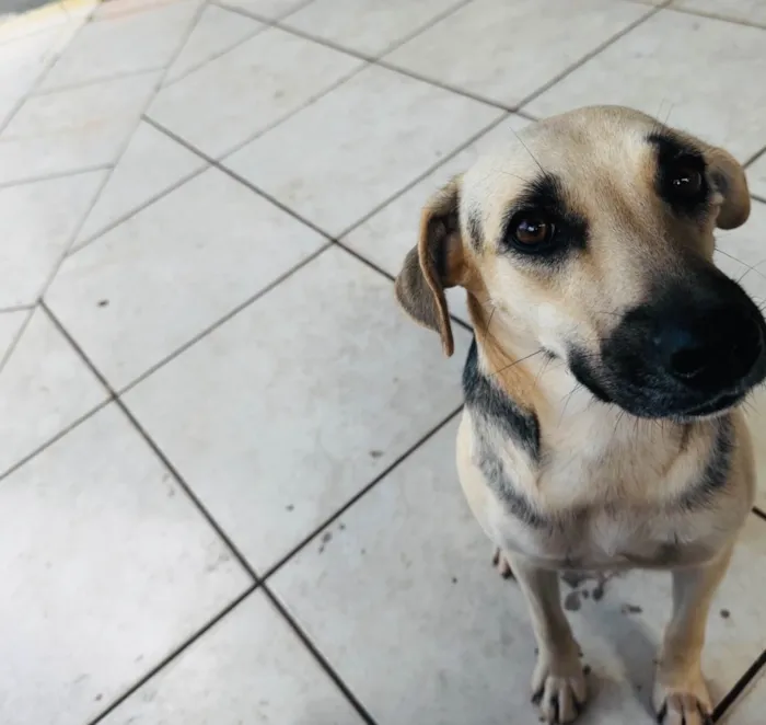 Cachorro ra a SRD-ViraLata idade 1 ano nome Mel