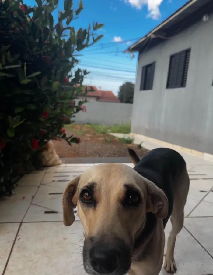 Cachorro ra a SRD-ViraLata idade 1 ano nome Mel