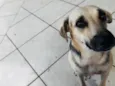 Mel