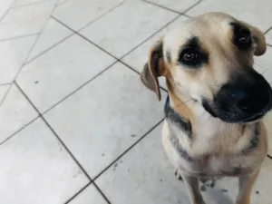 Cachorro raça SRD-ViraLata idade 1 ano nome Mel