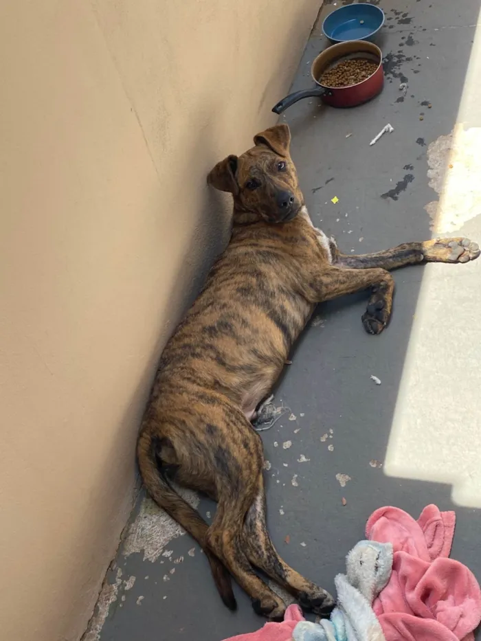 Cachorro ra a SRD-ViraLata idade 2 a 6 meses nome Nico