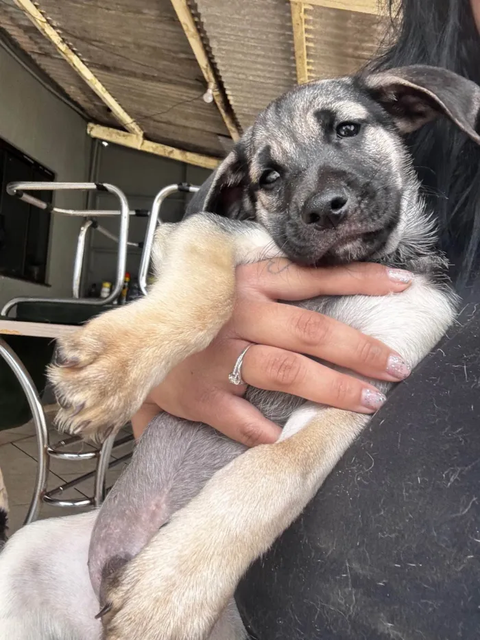 Cachorro ra a SRD-ViraLata idade 2 a 6 meses nome Henrique mas pode mudar