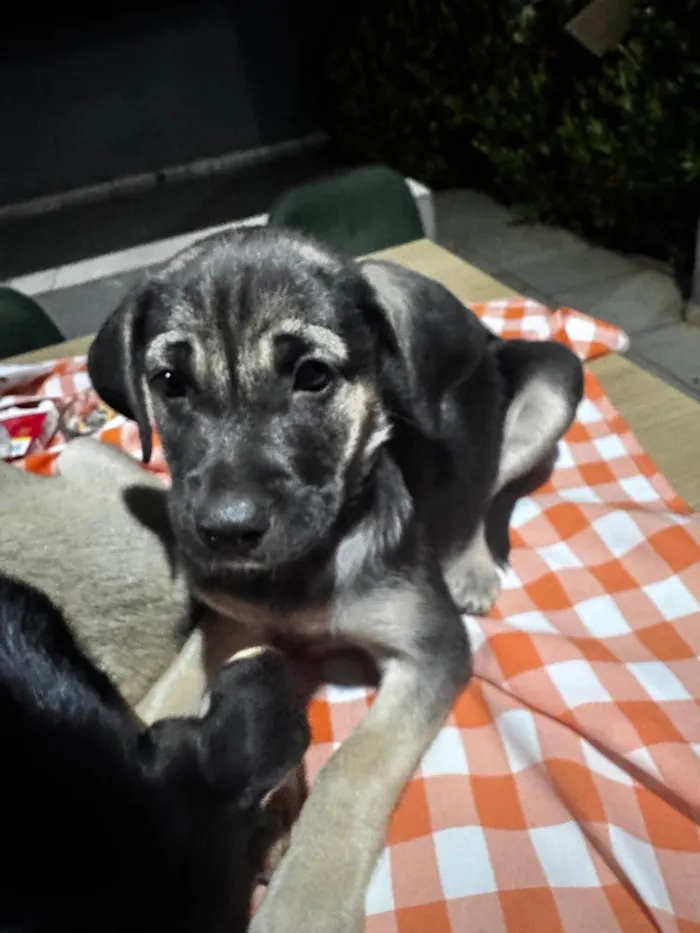 Cachorro ra a SRD-ViraLata idade 2 a 6 meses nome Henrique mas pode mudar