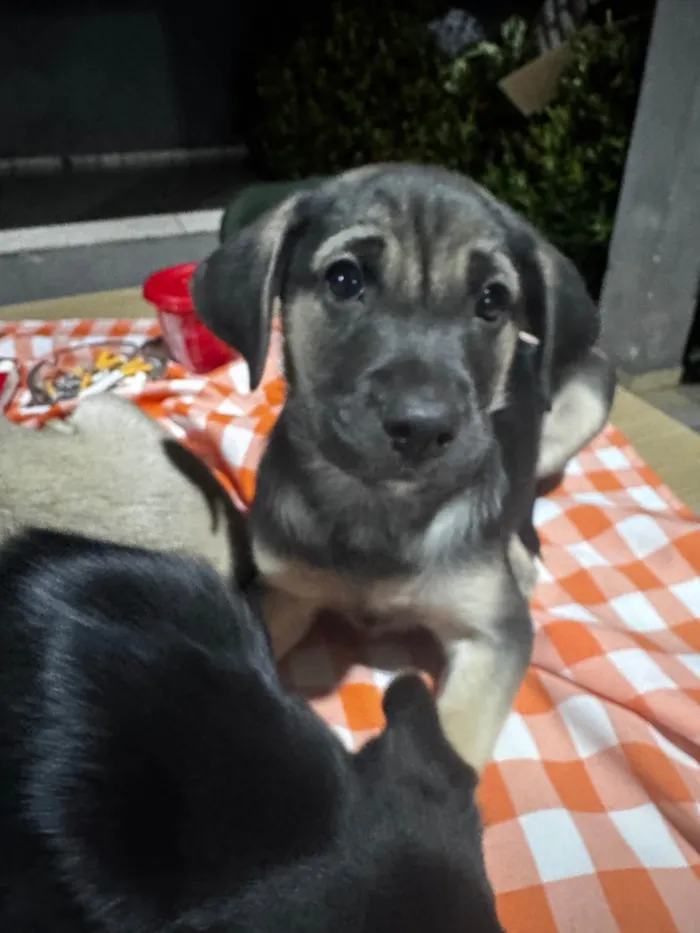 Cachorro ra a SRD-ViraLata idade 2 a 6 meses nome Henrique mas pode mudar
