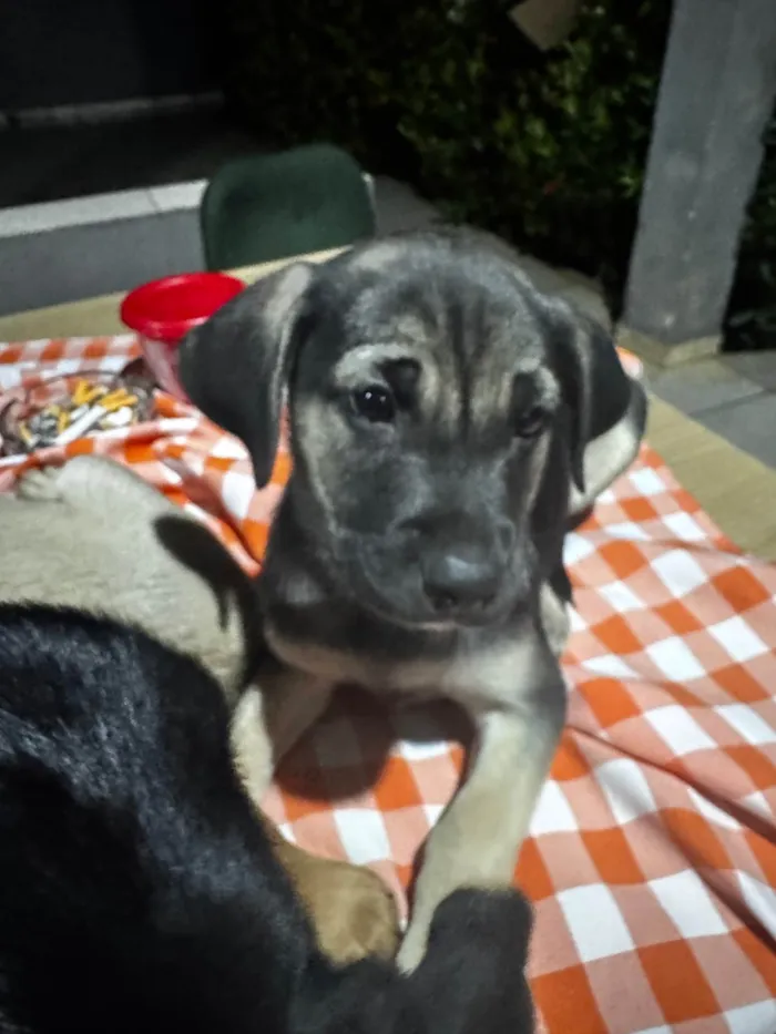 Cachorro ra a SRD-ViraLata idade 2 a 6 meses nome Henrique mas pode mudar