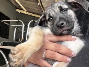 Cachorro raça SRD-ViraLata idade 2 a 6 meses nome Henrique mas pode mudar