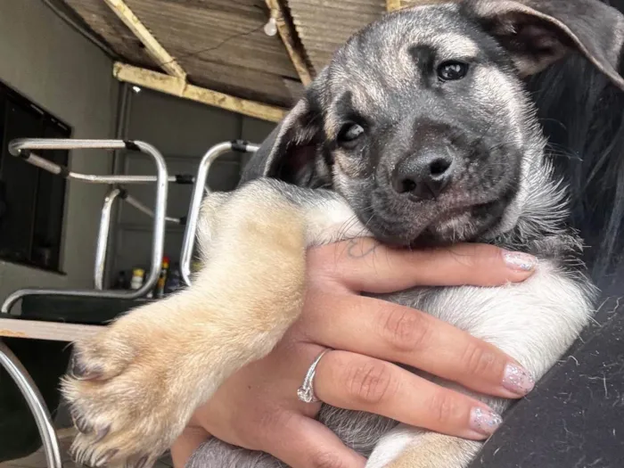 Cachorro ra a SRD-ViraLata idade 2 a 6 meses nome Henrique mas pode mudar
