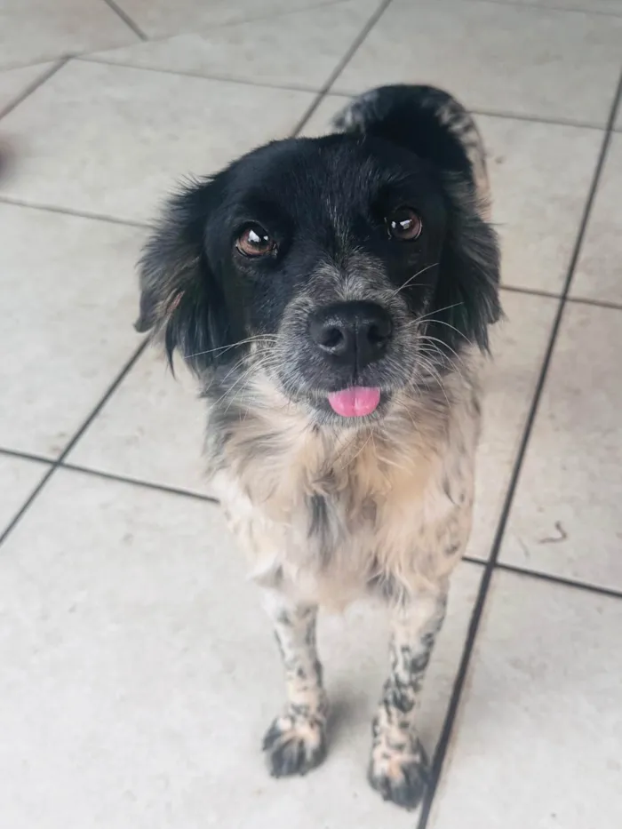 Cachorro ra a SRD-ViraLata idade 2 anos nome Lua