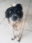Lua