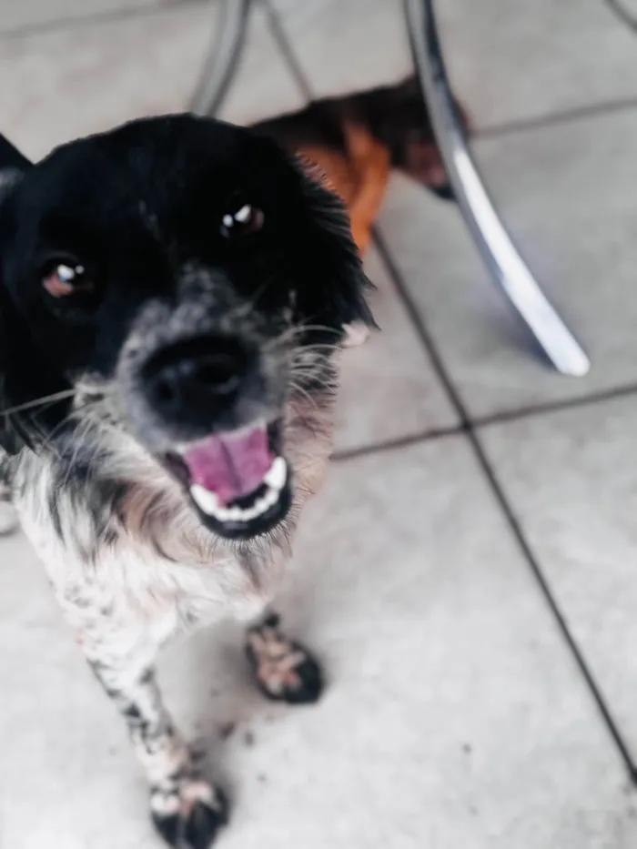 Cachorro ra a SRD-ViraLata idade 2 anos nome Lua