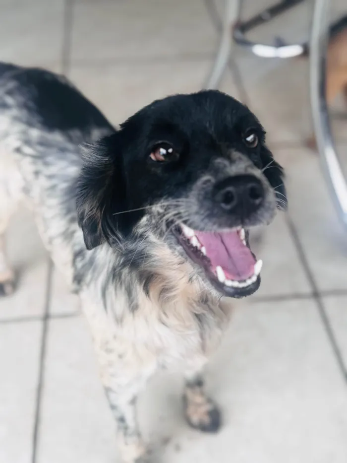 Cachorro ra a SRD-ViraLata idade 2 anos nome Lua