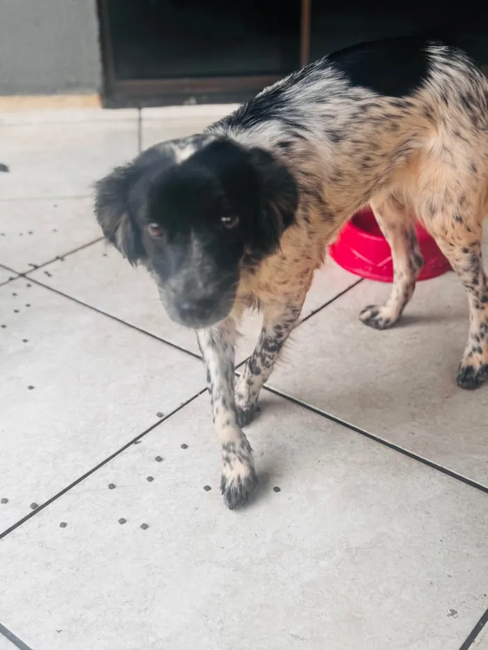 Cachorro ra a SRD-ViraLata idade 2 anos nome Lua
