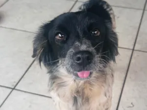 Cachorro raça SRD-ViraLata idade 2 anos nome Lua