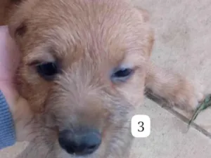 Cachorro raça SRD-ViraLata idade Abaixo de 2 meses nome Filhotes 