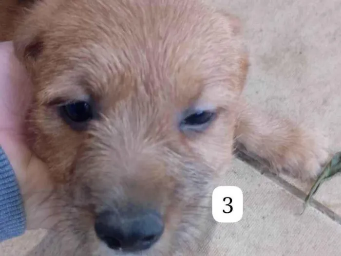 Cachorro ra a SRD-ViraLata idade Abaixo de 2 meses nome Filhotes 