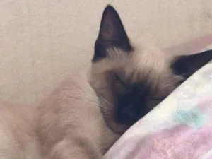 Gato raça Siamês idade 7 a 11 meses nome Frederico 