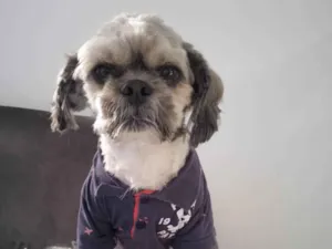 Cachorro raça Shitzu idade 6 ou mais anos nome Tobias