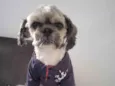 Tobias