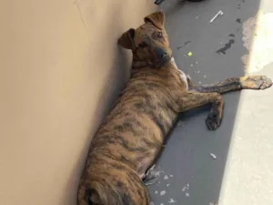 Cachorro raça SRD-ViraLata idade 2 a 6 meses nome Nico