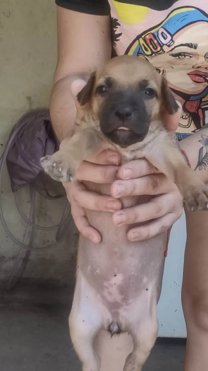 Cachorro ra a SRD-ViraLata idade Abaixo de 2 meses nome Caramelo 