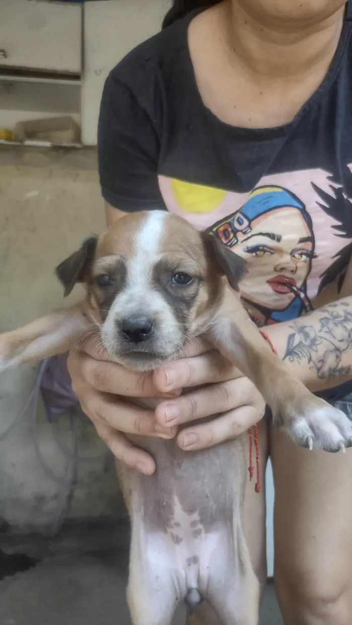 Cachorro ra a SRD-ViraLata idade Abaixo de 2 meses nome Caramelo 