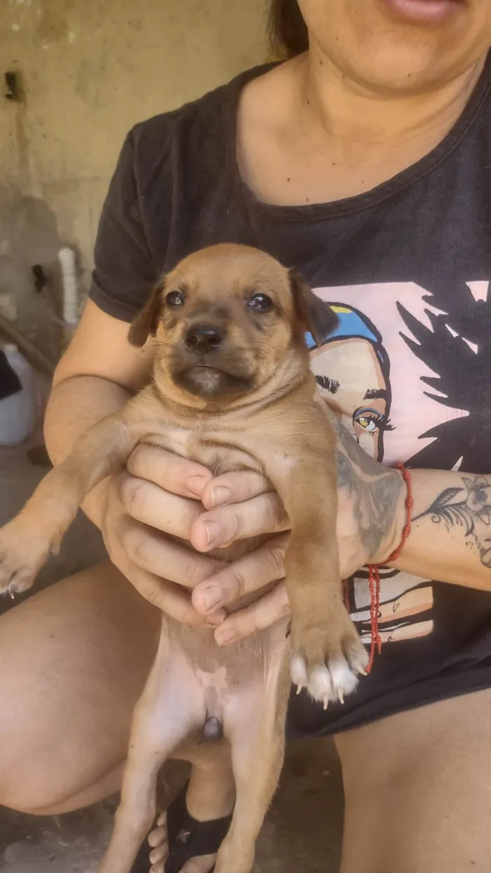 Cachorro ra a SRD-ViraLata idade Abaixo de 2 meses nome Caramelo 