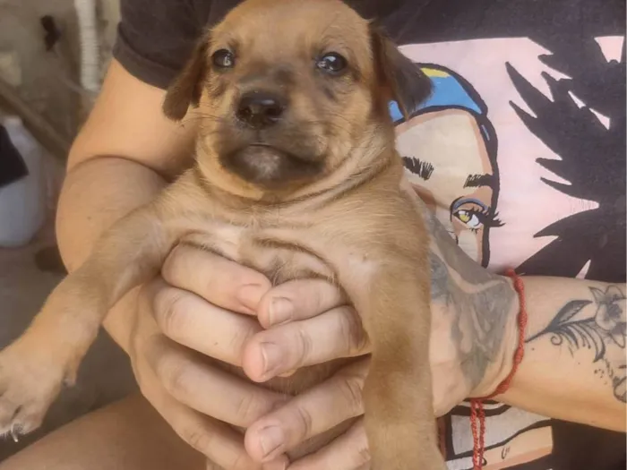 Cachorro ra a SRD-ViraLata idade Abaixo de 2 meses nome Caramelo 