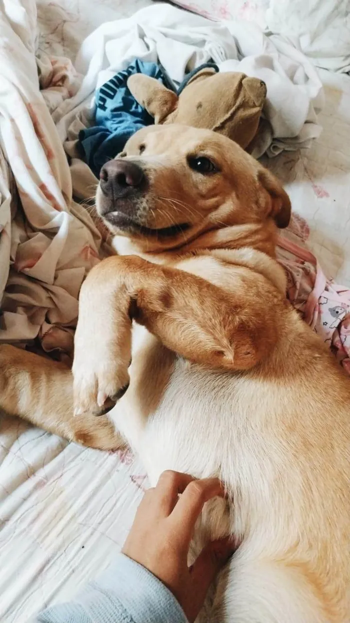 Cachorro ra a Chow Chow idade 2 a 6 meses nome Luqui