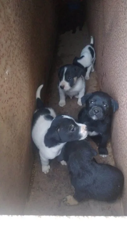 Cachorro raça SRD-ViraLata idade Abaixo de 2 meses nome sem nome