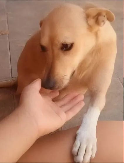Cachorro ra a SRD-ViraLata idade 6 ou mais anos nome Mel